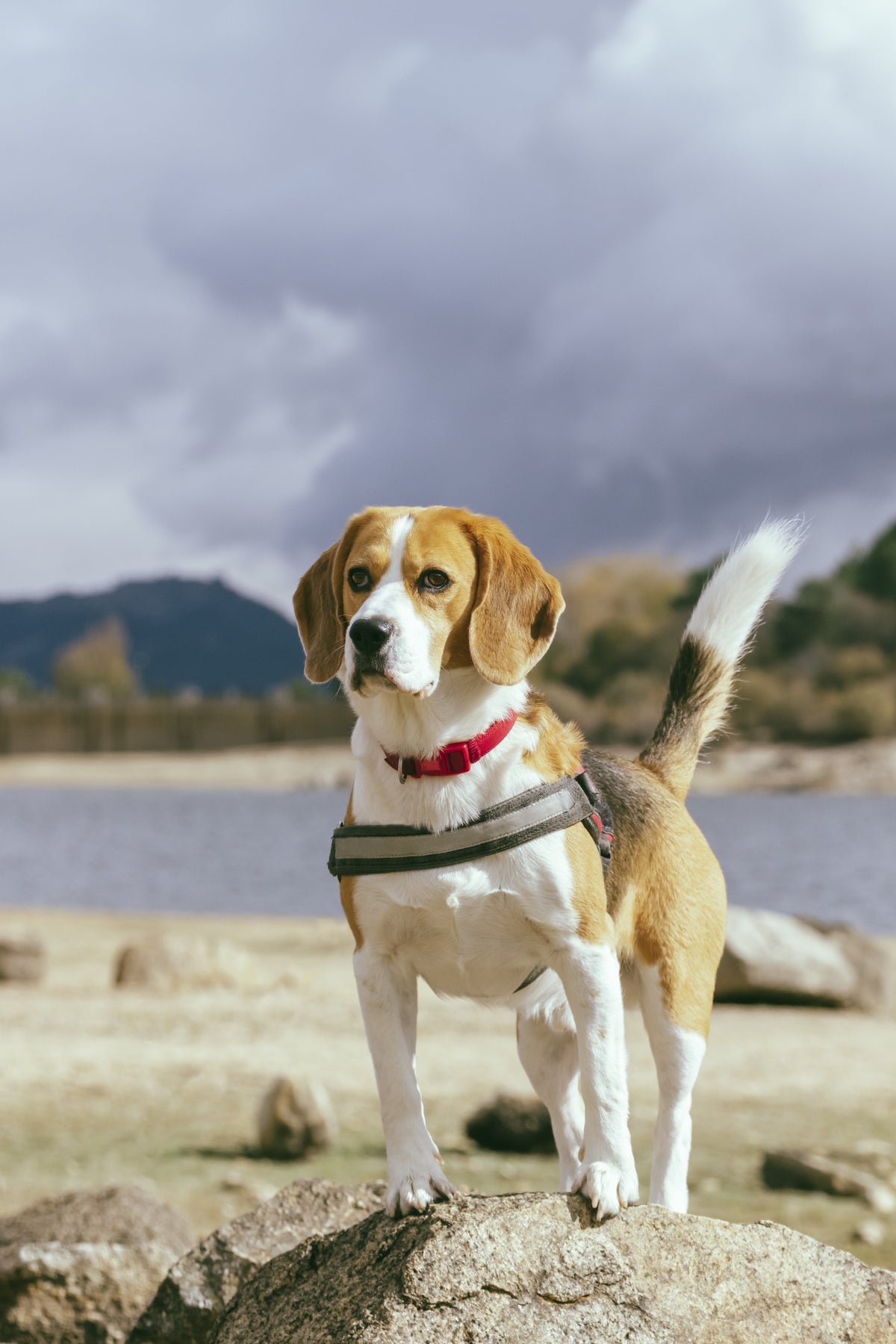 Pet Essentials